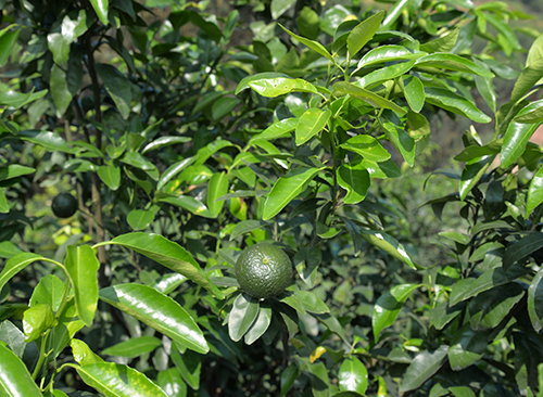 沃柑價(jià)格_武鳴沃柑_廣西沃柑